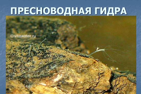 Сайт кракен тор