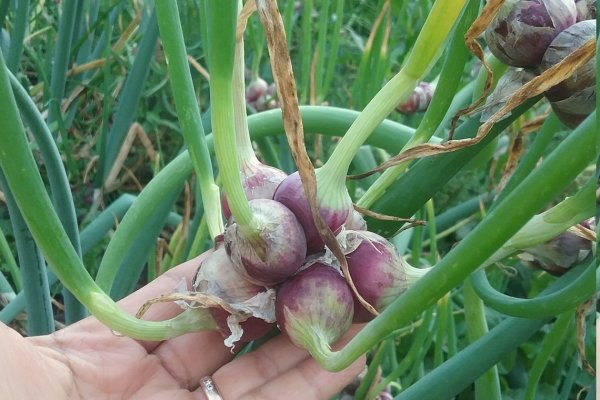 Кракен сайт официальный onion